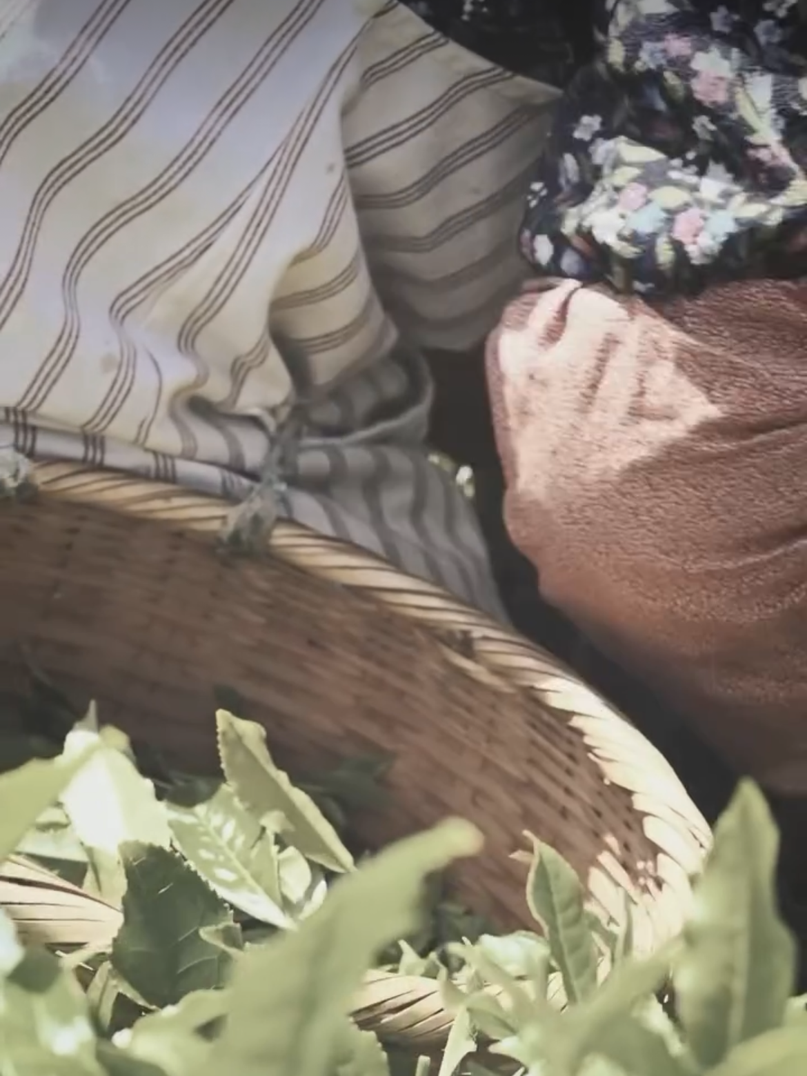 A woven basket filled with fresh tea leaves.