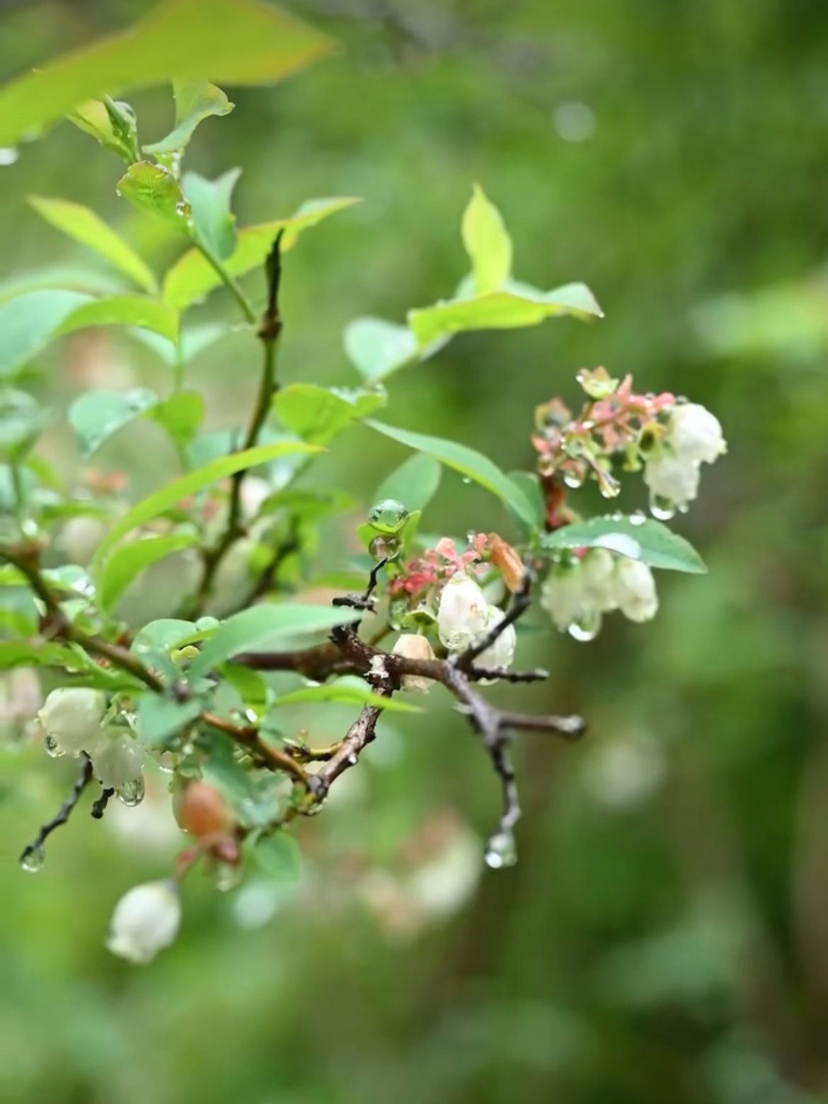 Leaves and small flowers in the mountains.