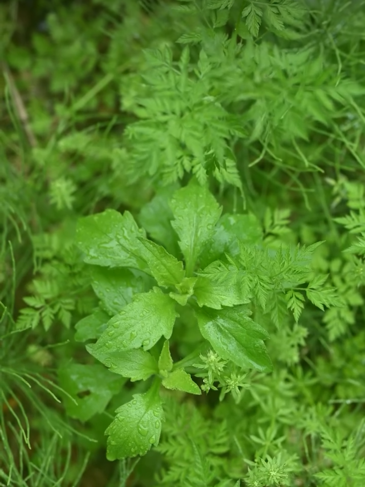 Green plants on the forest floor.