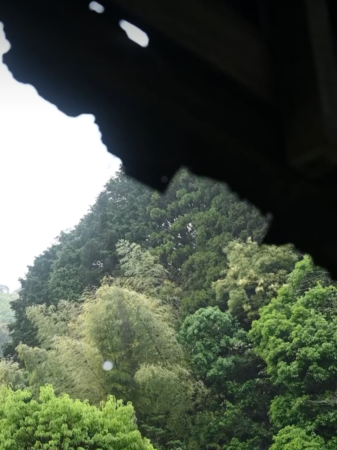 Trees seen from beneath the factory roof.