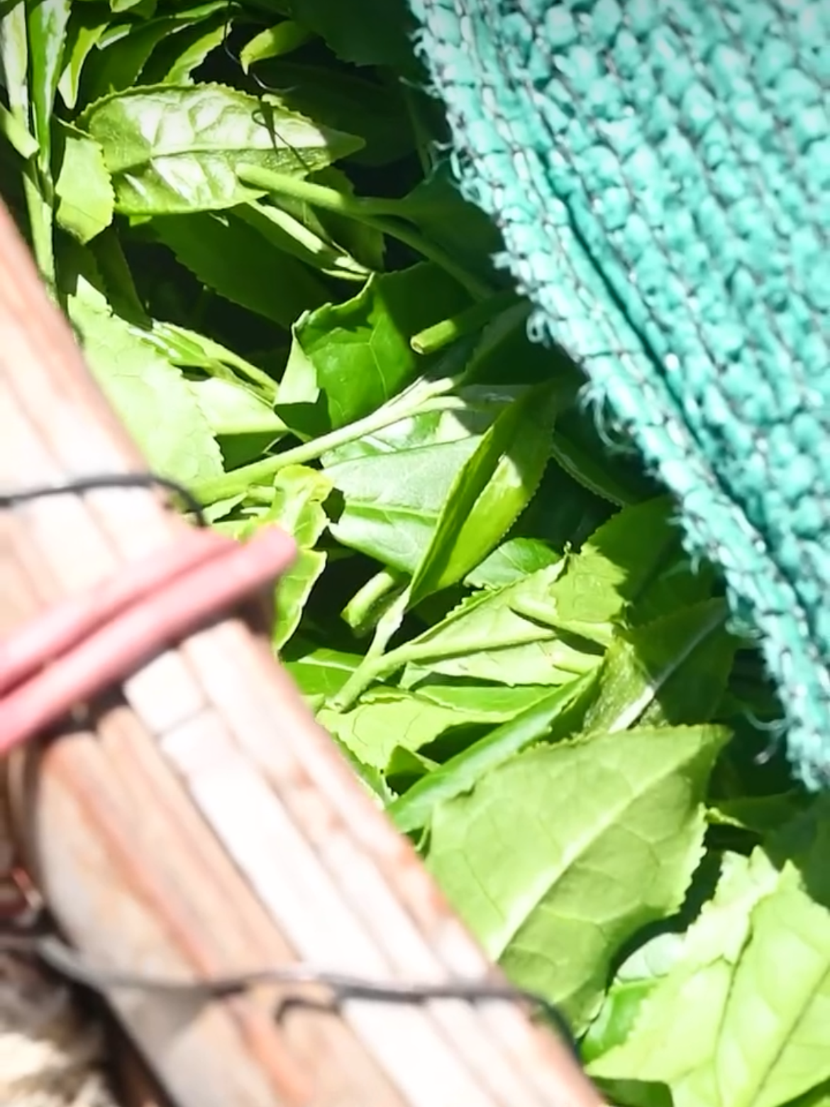 Fresh tea leaves beside a woven picking basket.