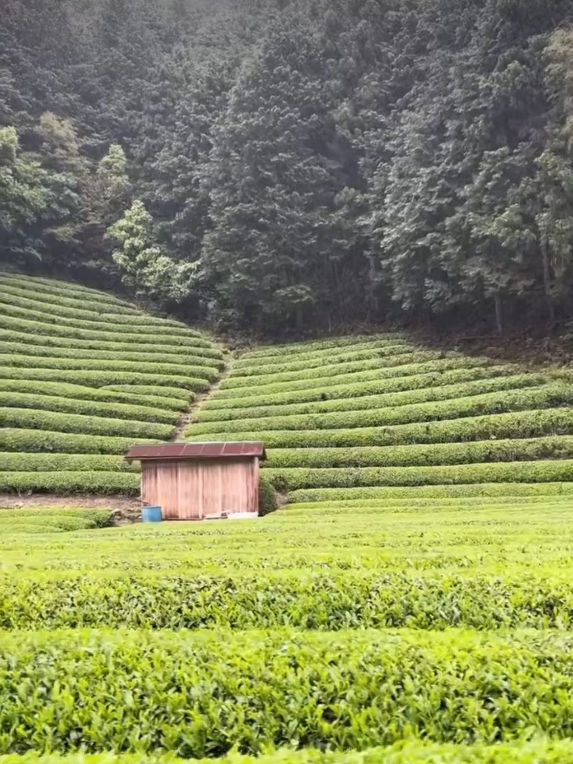 Rows of tea bushes on a mountain slope.