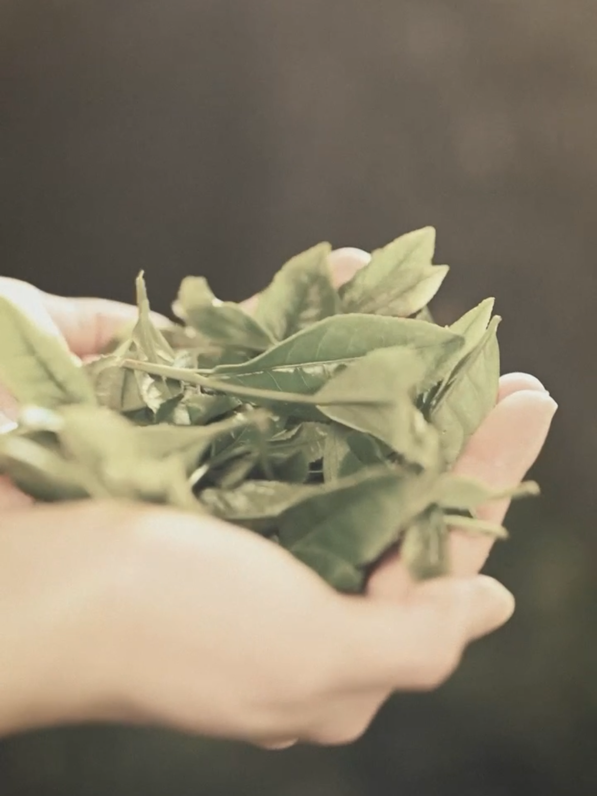 Hands holding freshly picked tea leaves.